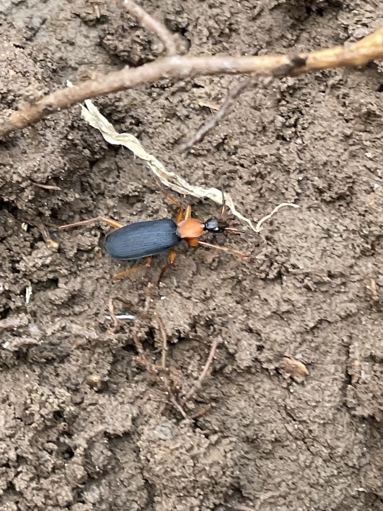Galerita bicolor from Zion Rd, Brookeville, MD, US on March 18, 2023 at