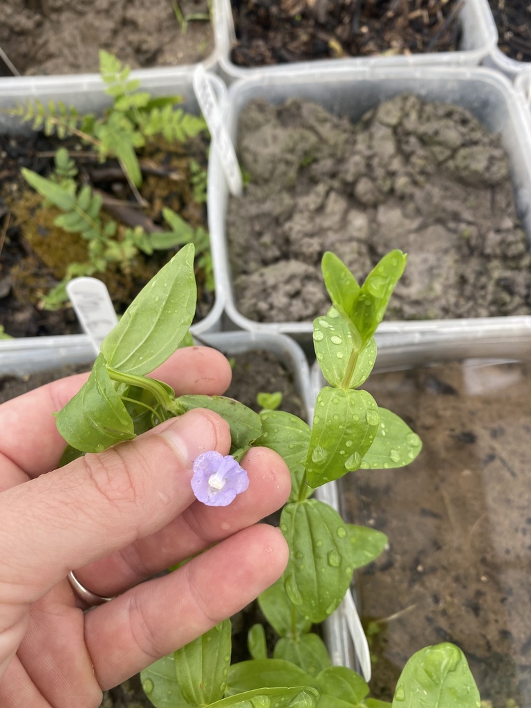 Bacopa from Boggo Rd, Dutton Park, QLD, AU on March 3, 2023 at 10:03 AM ...