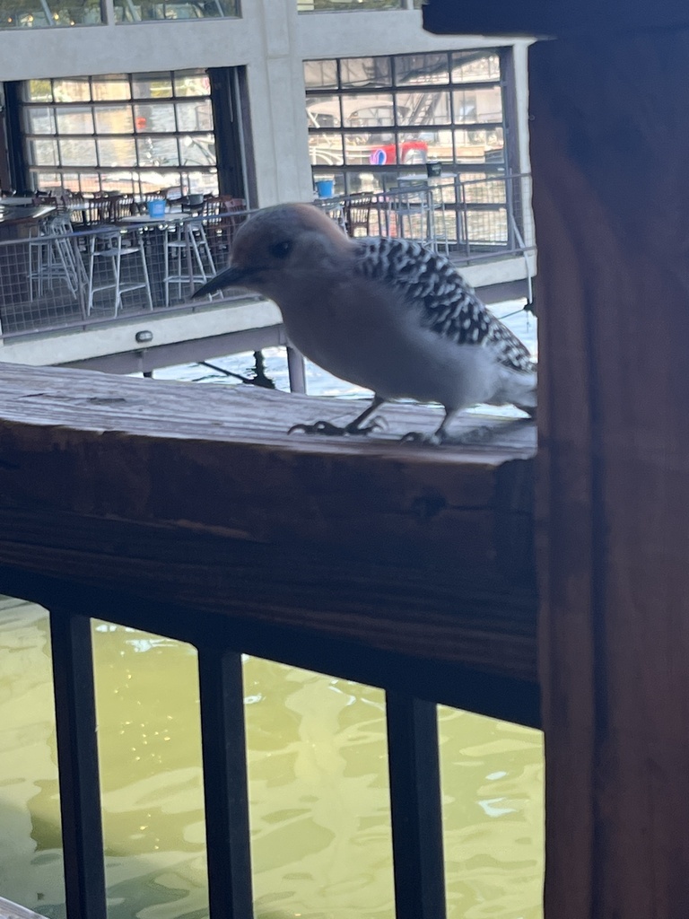 Goldenfronted Woodpecker from Oyster's Landing Marina, Austin, TX, US