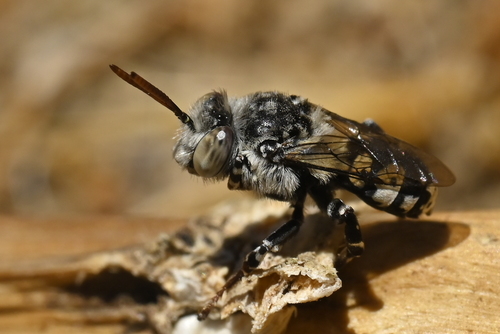 Isepeolus luctuosus