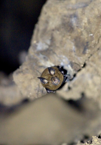 Sulawesi horseshoe bat (Rhinolophus celebensis) — Least Concern Mammalia
