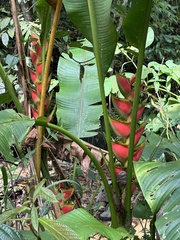 Heliconia wagneriana image