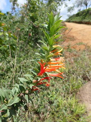 Lobelia laxiflora image