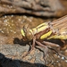 Asiagomphus nilgiricus - Photo (c) Paneendra BA, all rights reserved, uploaded by Paneendra BA