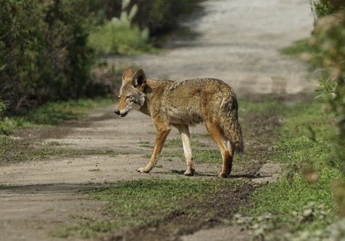 iNaturalist observation photo of Coyote