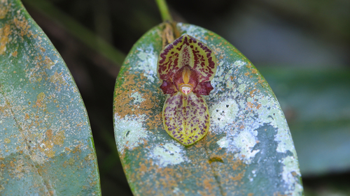 Dorotheae Orchid