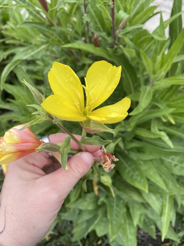 iNaturalist observation photo of tall evening primrose