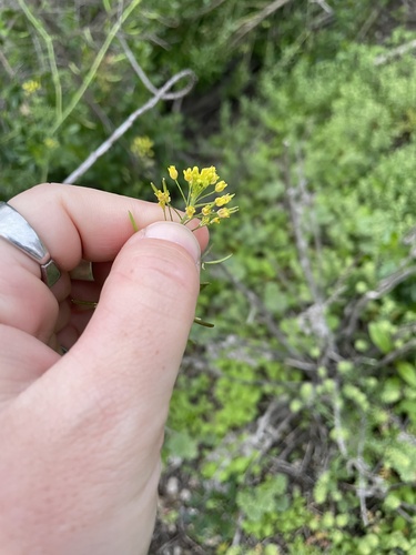 iNaturalist observation photo of Western Tansymustard