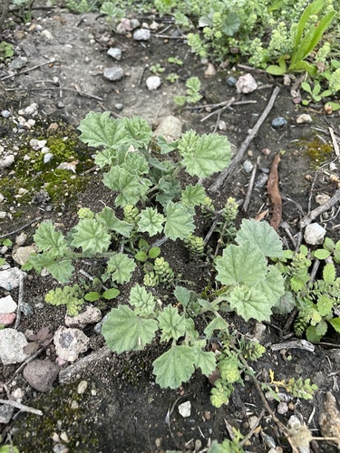 iNaturalist observation photo of alkali mallow