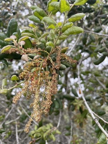 iNaturalist observation photo of coast live oak
