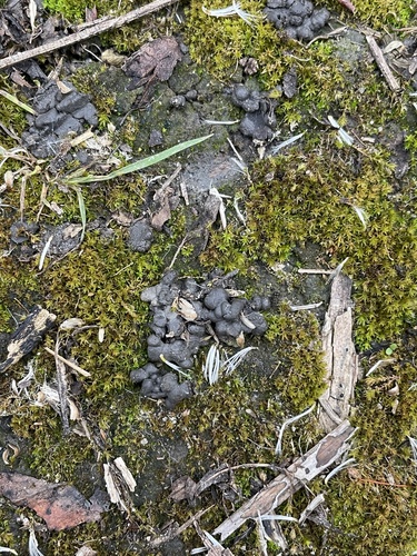 iNaturalist observation photo of Fungi Including Lichens
