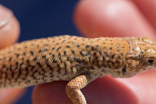 Nidua Fringe-fingered Lizard