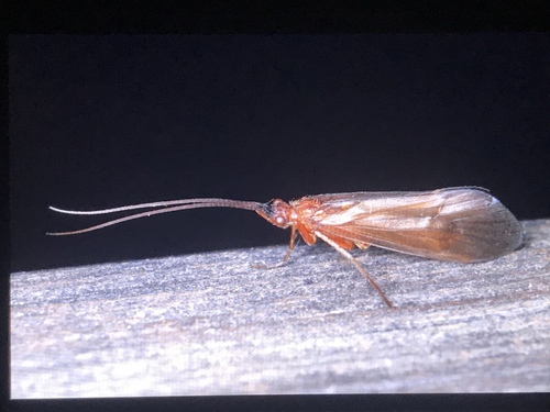 Anabolia furcata