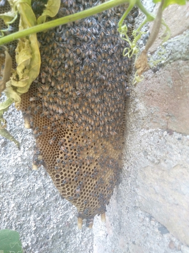Red Dwarf Honey Bee