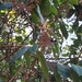 Hirtella glandulosa - Photo (c) Laurent Quéno, all rights reserved, uploaded by Laurent Quéno