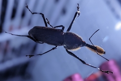 Rhinostomus barbirostris image