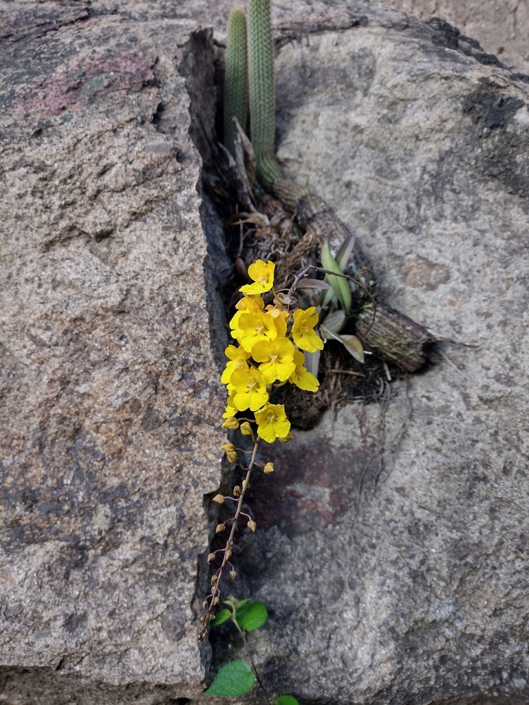 Zelenkoa onusta · iNaturalist