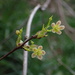 Sabia campanulata ritchieae - Photo (c) Monan Q, todos los derechos reservados, subido por Monan Q