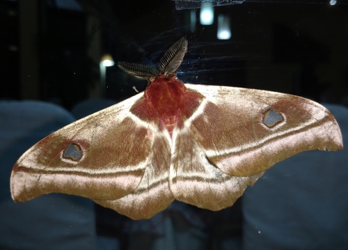 Madagascan emperor moth