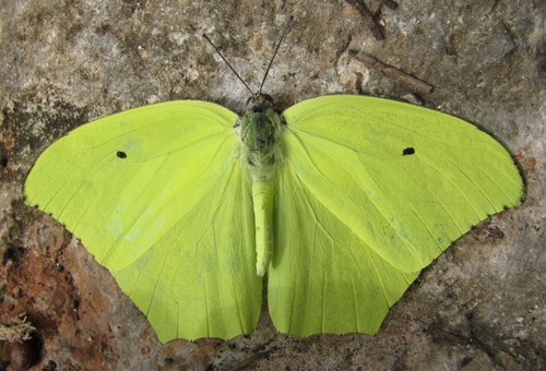 Yellow Angled-Sulphur