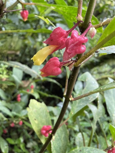 Drymonia strigosa