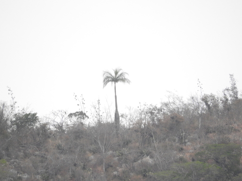 Lake Enriquillo Fan Palm (Coccothrinax jimenezii)
