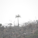 Lake Enriquillo Fan Palm - Photo (c) Porlanaturaleza, all rights reserved, uploaded by Porlanaturaleza