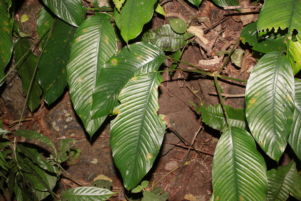 Gừng một lá (Zingiber monophyllum)