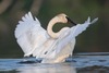 Trumpeter Swan - Photo (c) Declan Troy, all rights reserved, uploaded by Declan Troy