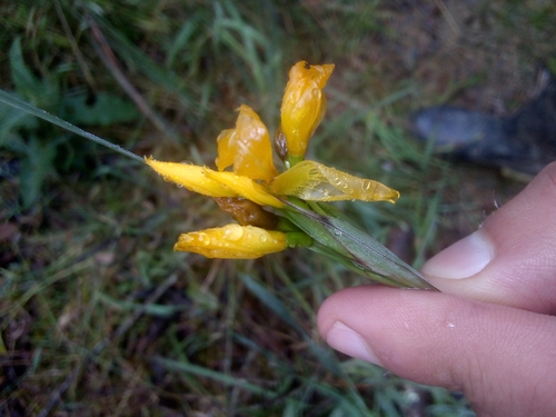 yellow walking iris