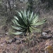 White Agave - Photo (c) tpsanders, all rights reserved