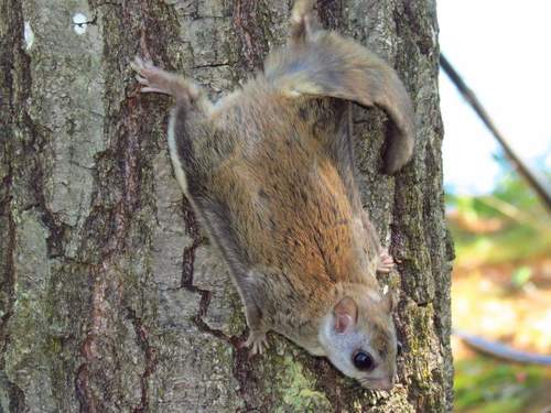 Northern Flying Squirrel