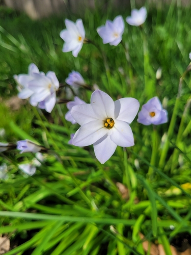Spring starflower
