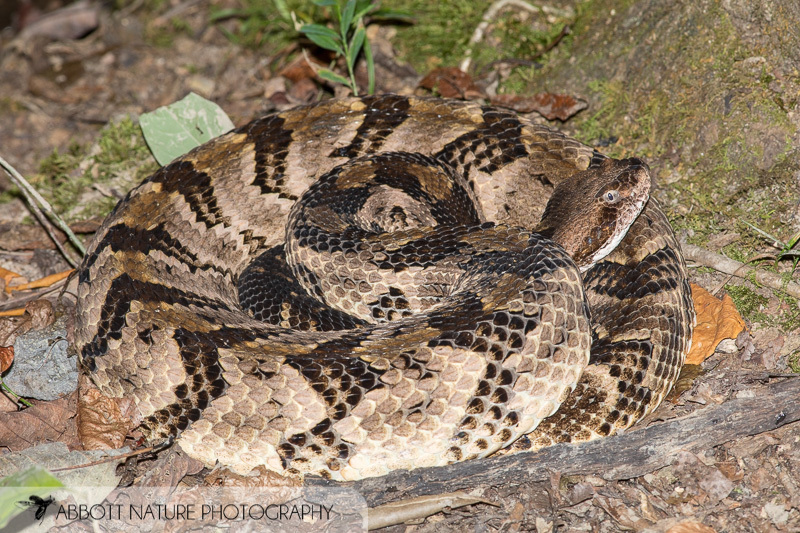 Timber Rattlesnake from Alabama, United States on September 22, 2018 at ...