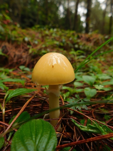 Cottony Volva Amanita