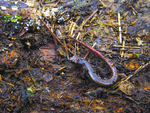 Terrestrial Splayfoot Salamander
