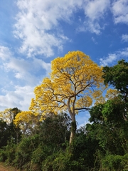 Handroanthus guayacan image