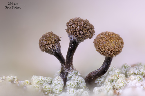 Chaenotheca trichialis