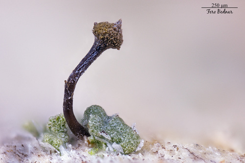 Chaenotheca trichialis