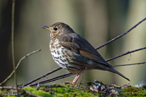 Turdus philomelos