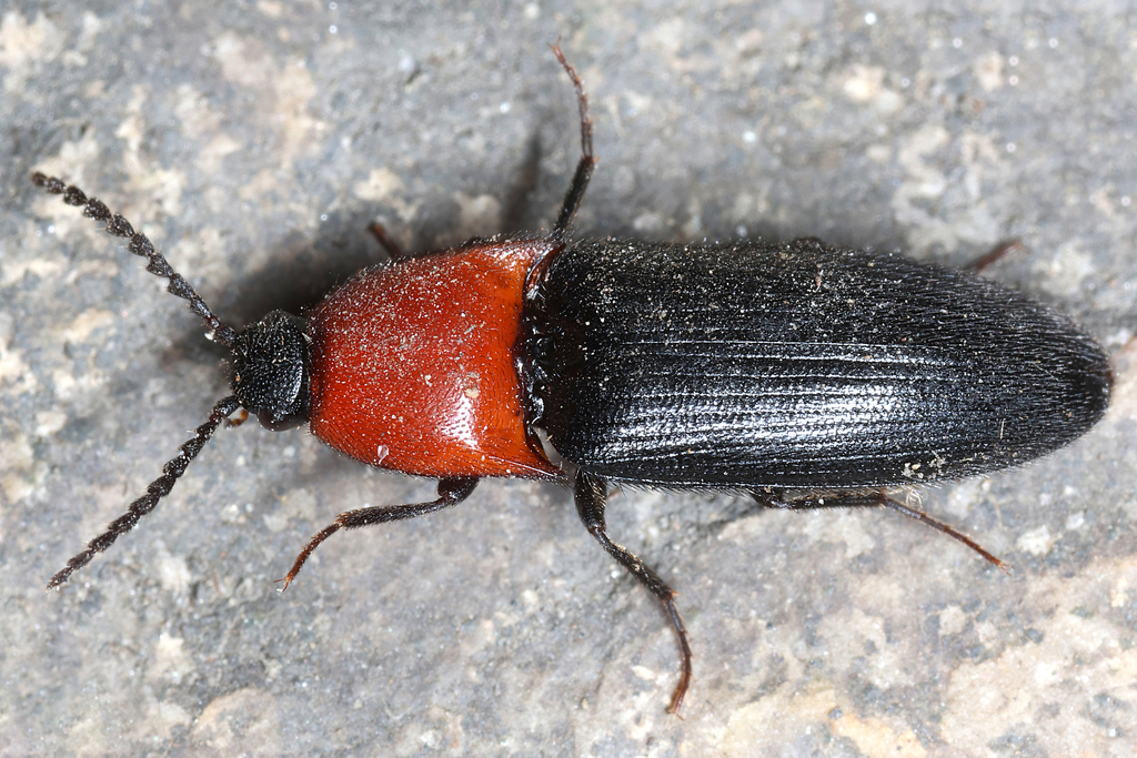red-thorax click beetle from Austria, Styria, Andritz, Andritzer Zipfel ...