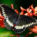 Florida Polydamas Swallowtail - Photo (c) Bonnie Masdeu, all rights reserved, uploaded by Bonnie Masdeu