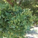 Machilus obovatifolia - Photo (c) vincentchang, todos los derechos reservados