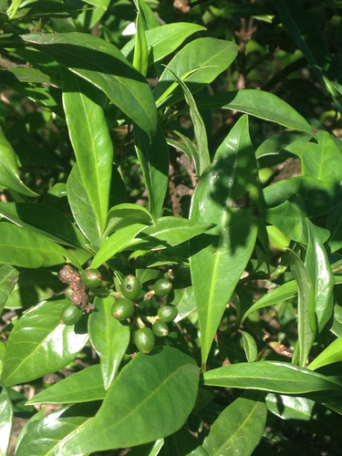 Bahama wild coffee (Psychotria ligustrifolia)