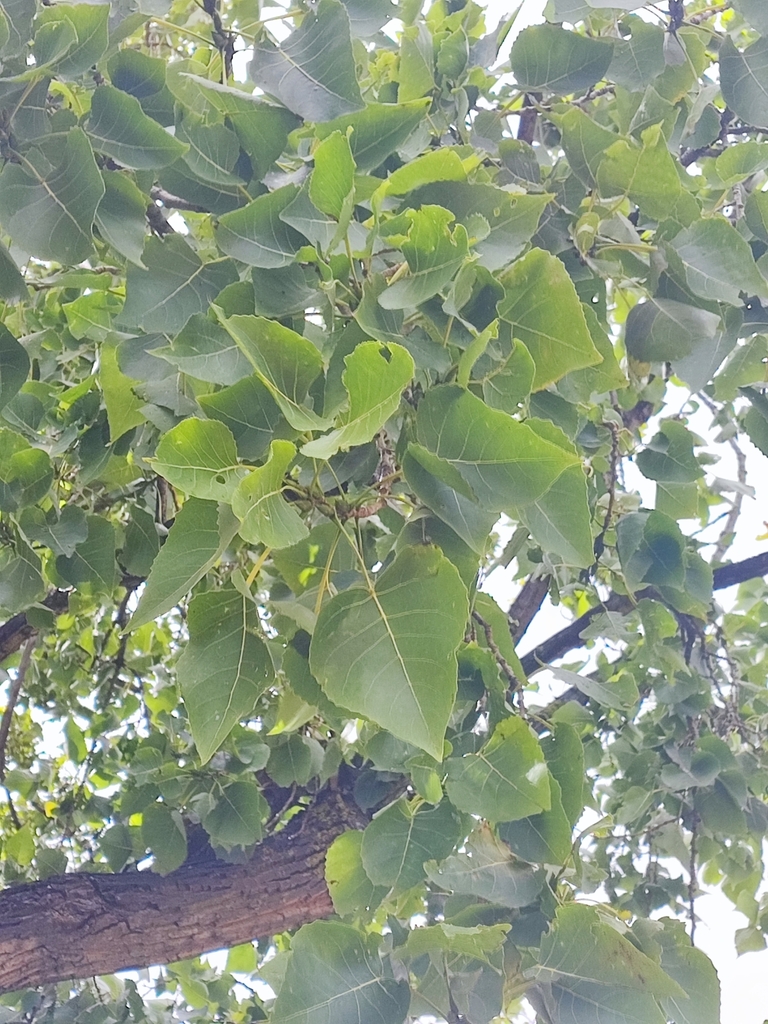 poplars, cottonwoods, and aspens from Witzenberg Local Municipality ...