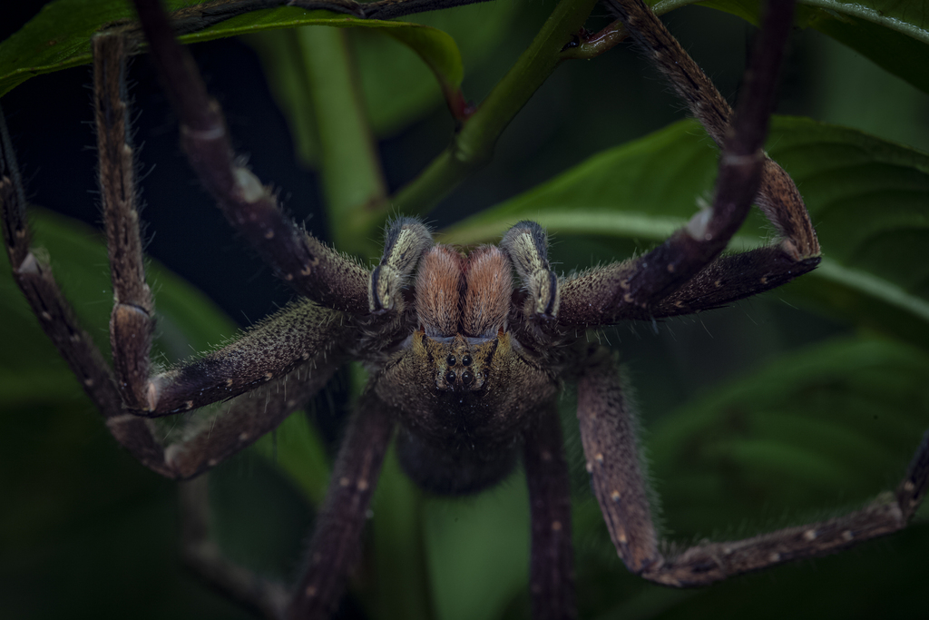 Phoneutria depilata from Provinz Puntarenas, Costa Rica on February 16 ...