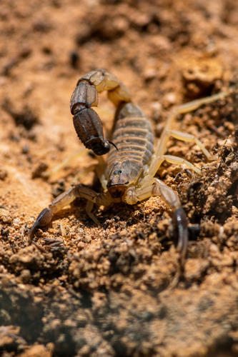 Androctonus australis · iNaturalist