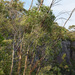 Eucalyptus dendromorpha - Photo (c) Tony Rodd, todos los derechos reservados, subido por Tony Rodd
