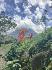 Epidendrum radicans image