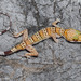 Tiger Bent-toed Gecko - Photo (c) Natthaphat Chotjuckdikul, all rights reserved, uploaded by Natthaphat Chotjuckdikul